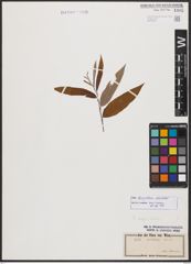 Salix burjatica Nasarow